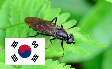 bugs korea.